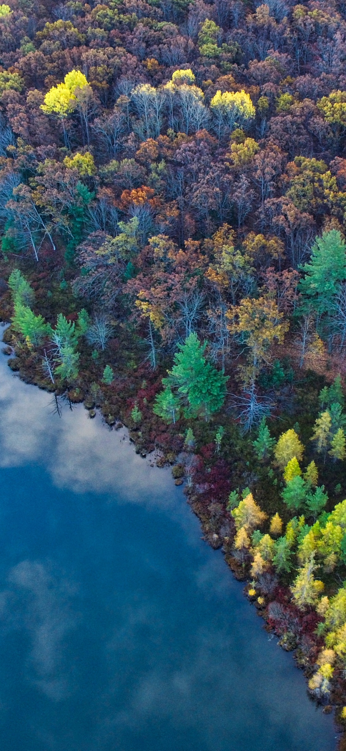 Обои природа, растительность, вода, биом, реки в разрешении 1125x2436