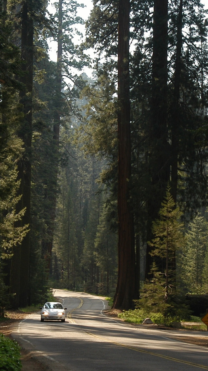 Обои природа, национальный парк секвойя, дерево, лес, растительность в разрешении 720x1280