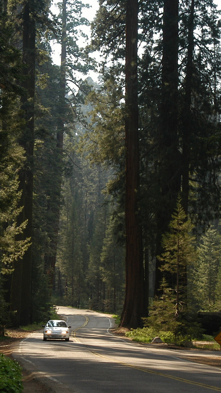 Обои природа, национальный парк секвойя, дерево, лес, растительность в разрешении 750x1334