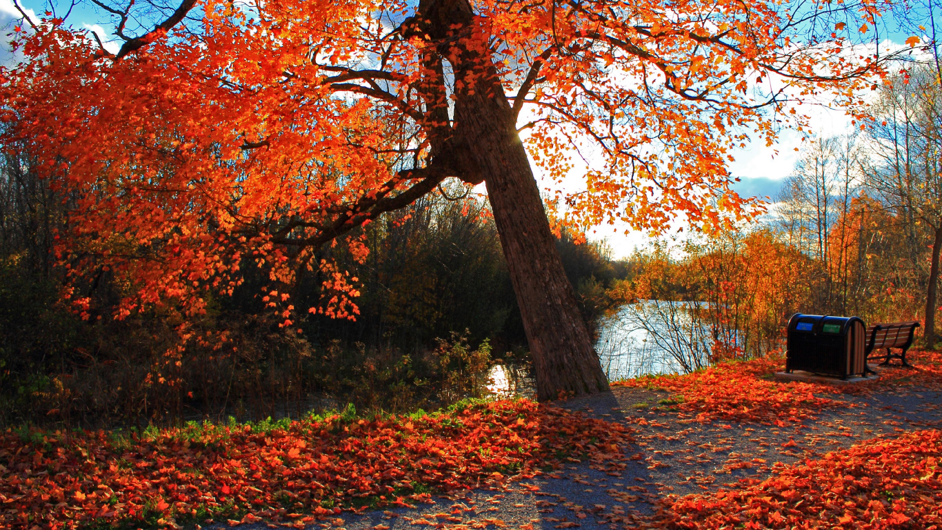 Обои дерево, лист, природа, осень, листопадные в разрешении 1366x768