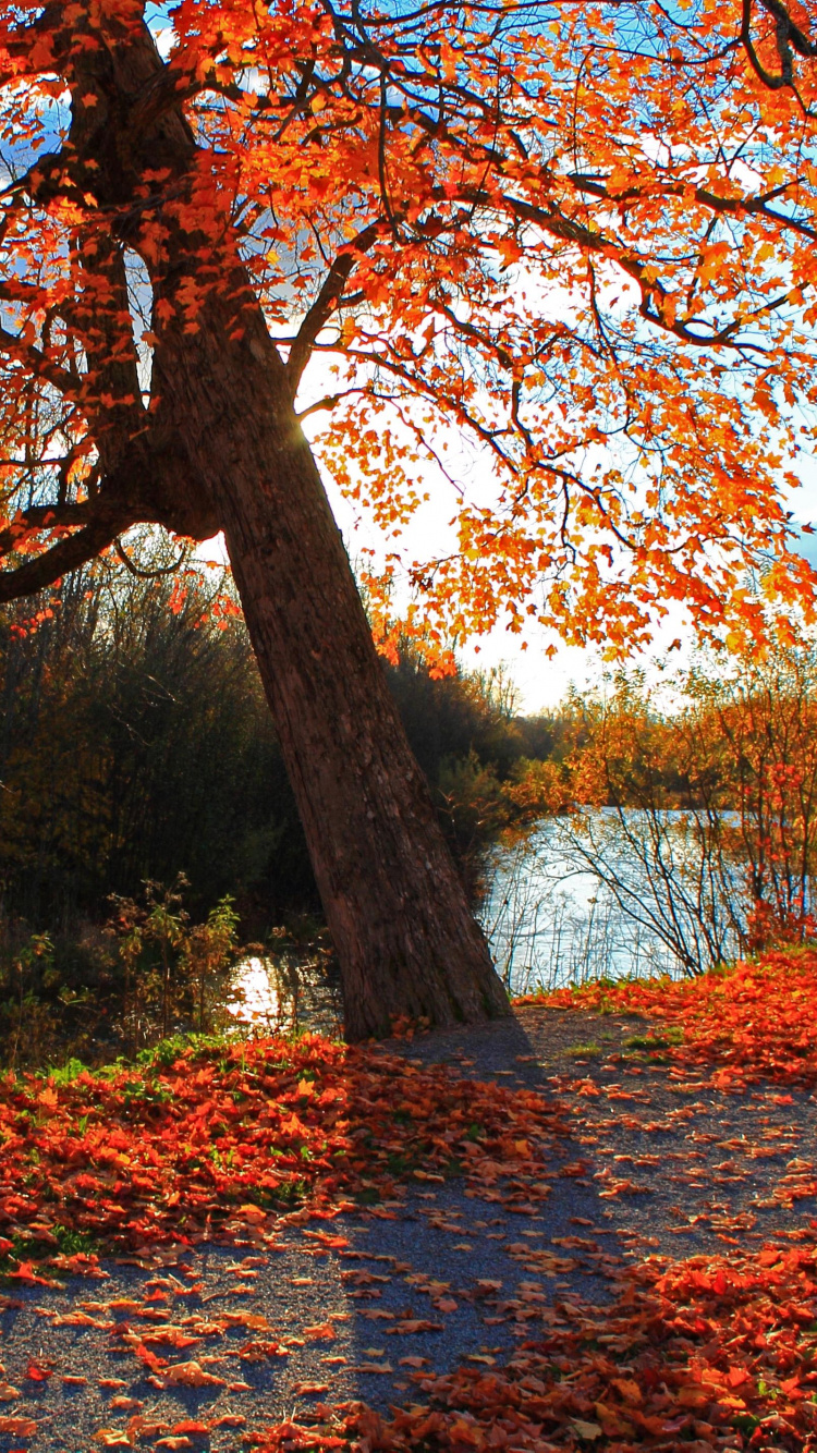 Обои дерево, лист, природа, осень, листопадные в разрешении 750x1334