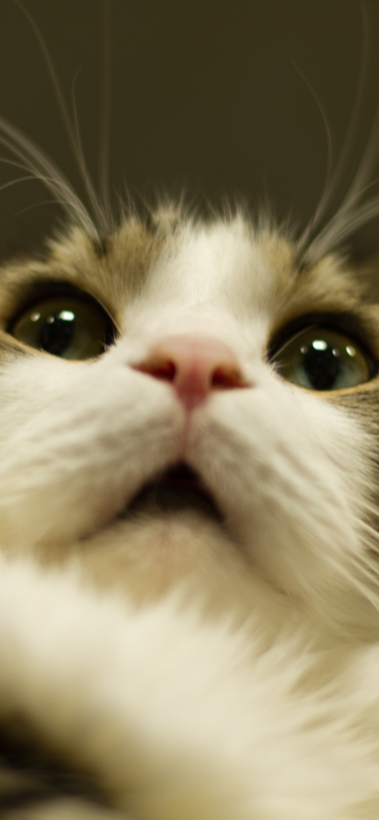 Обои кот, котенок, бакенбарды, полосатый кот, кошачьих в разрешении 1242x2688