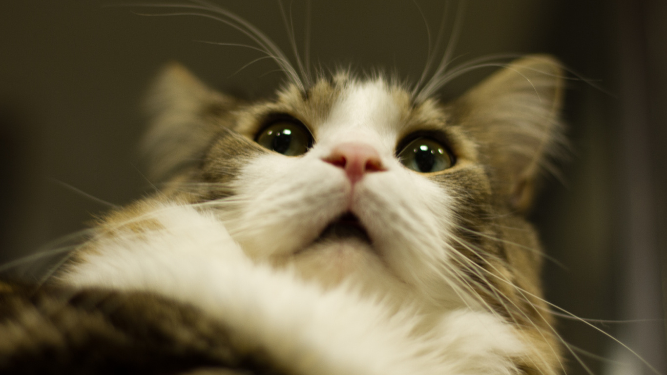 Обои кот, котенок, бакенбарды, полосатый кот, кошачьих в разрешении 1366x768