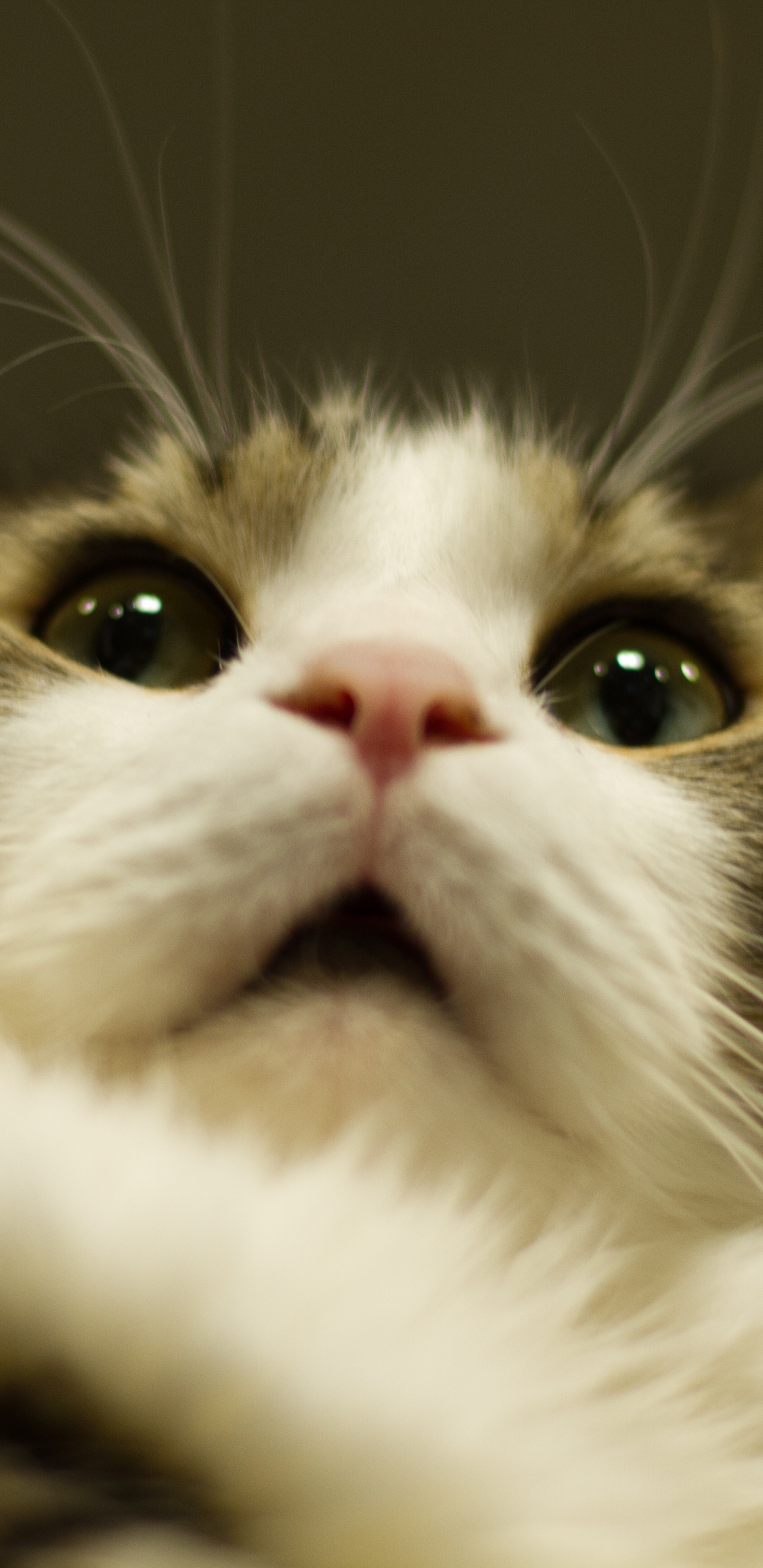 Обои кот, котенок, бакенбарды, полосатый кот, кошачьих в разрешении 1440x2960