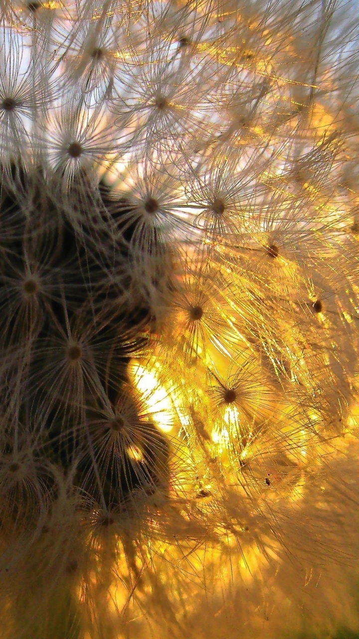 Обои желтый, растение, пыльца, Флора, атмосфера земли в разрешении 720x1280