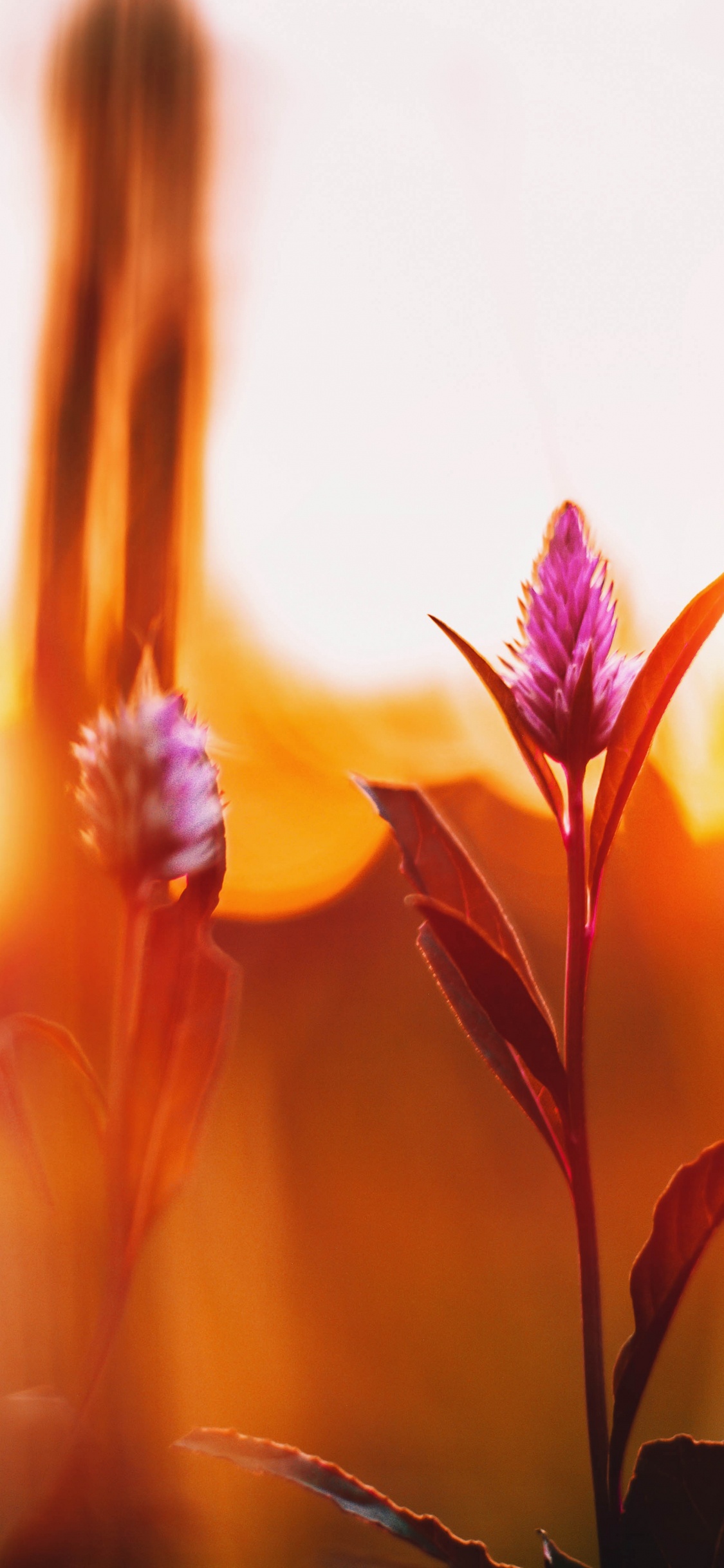 Обои природа, свет, красный цвет, цветок, желтый в разрешении 1125x2436