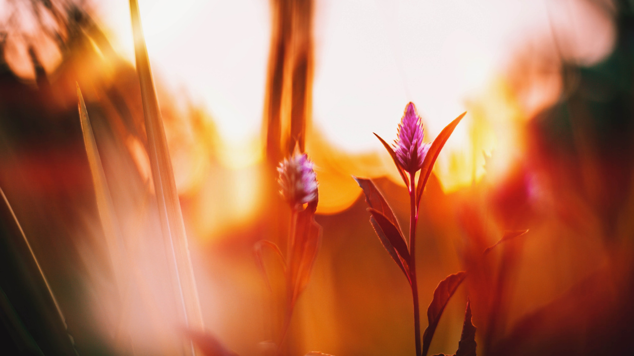 Обои природа, свет, красный цвет, цветок, желтый в разрешении 1280x720