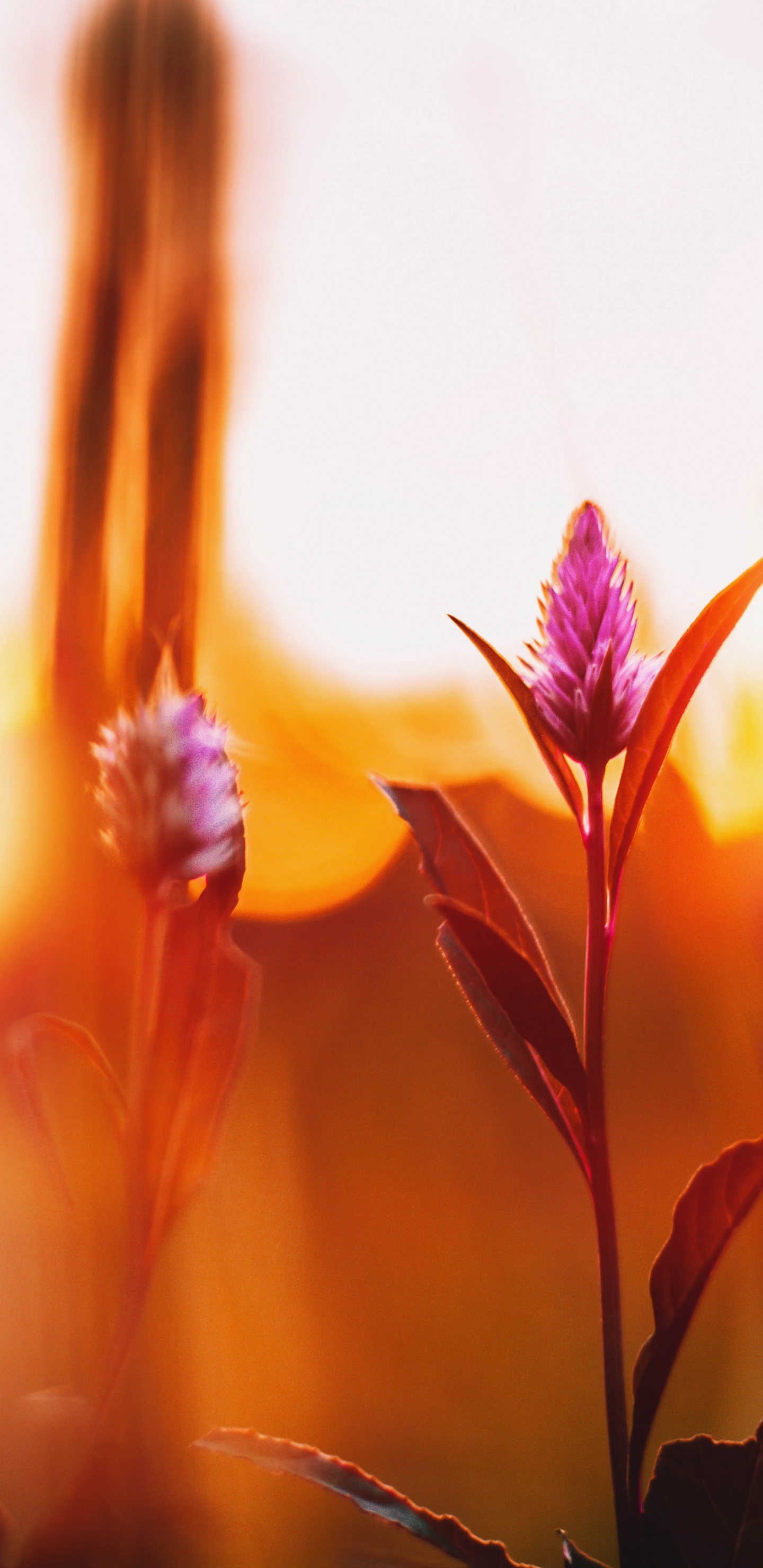 Обои природа, свет, красный цвет, цветок, желтый в разрешении 1440x2960