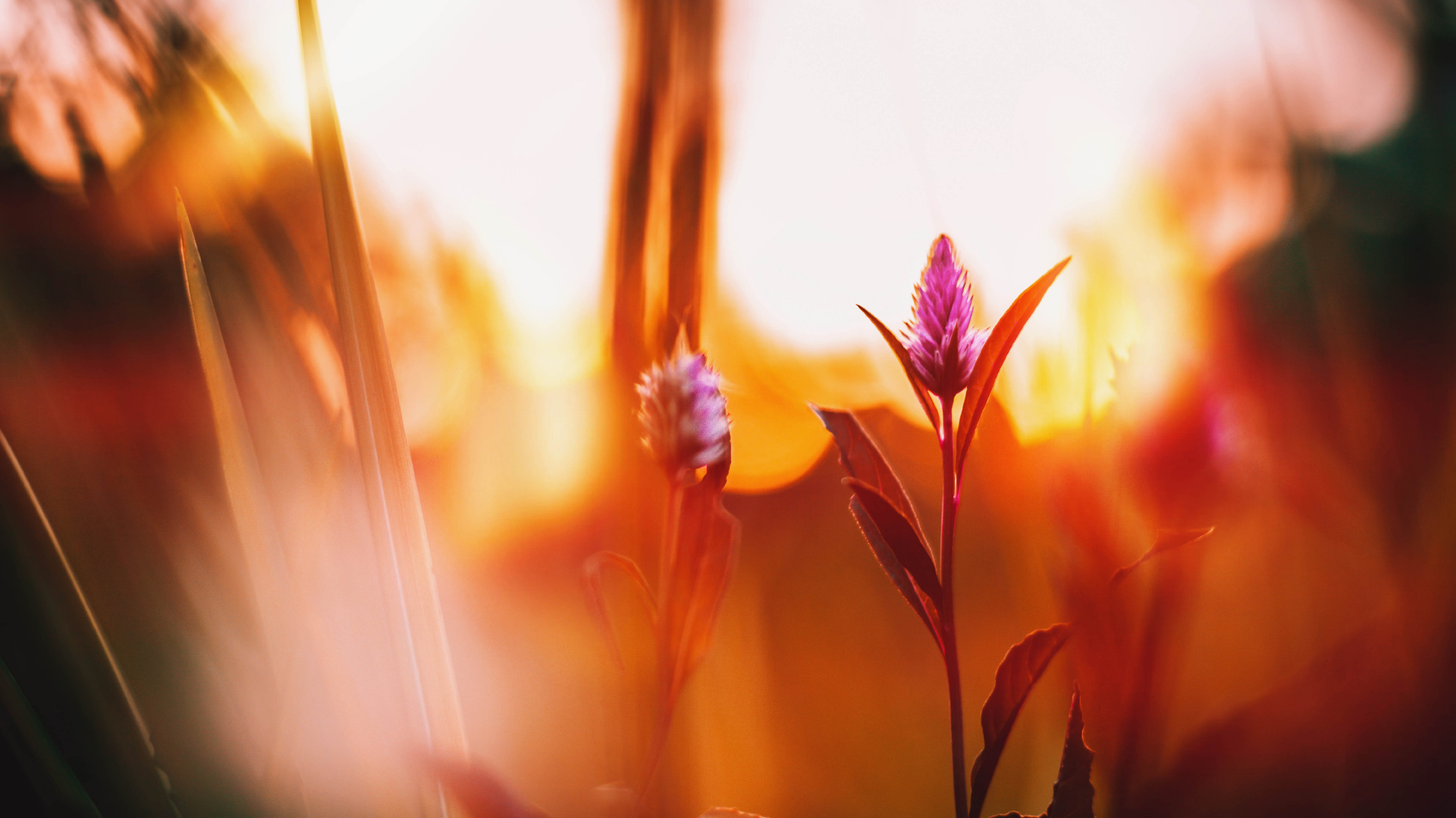 Обои природа, свет, красный цвет, цветок, желтый в разрешении 1920x1080