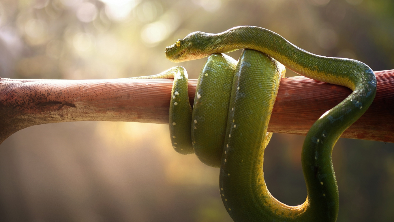 Обои пресмыкающееся, ядовитая змея, Trimeresurus albolabris, змея, змей в разрешении 1366x768