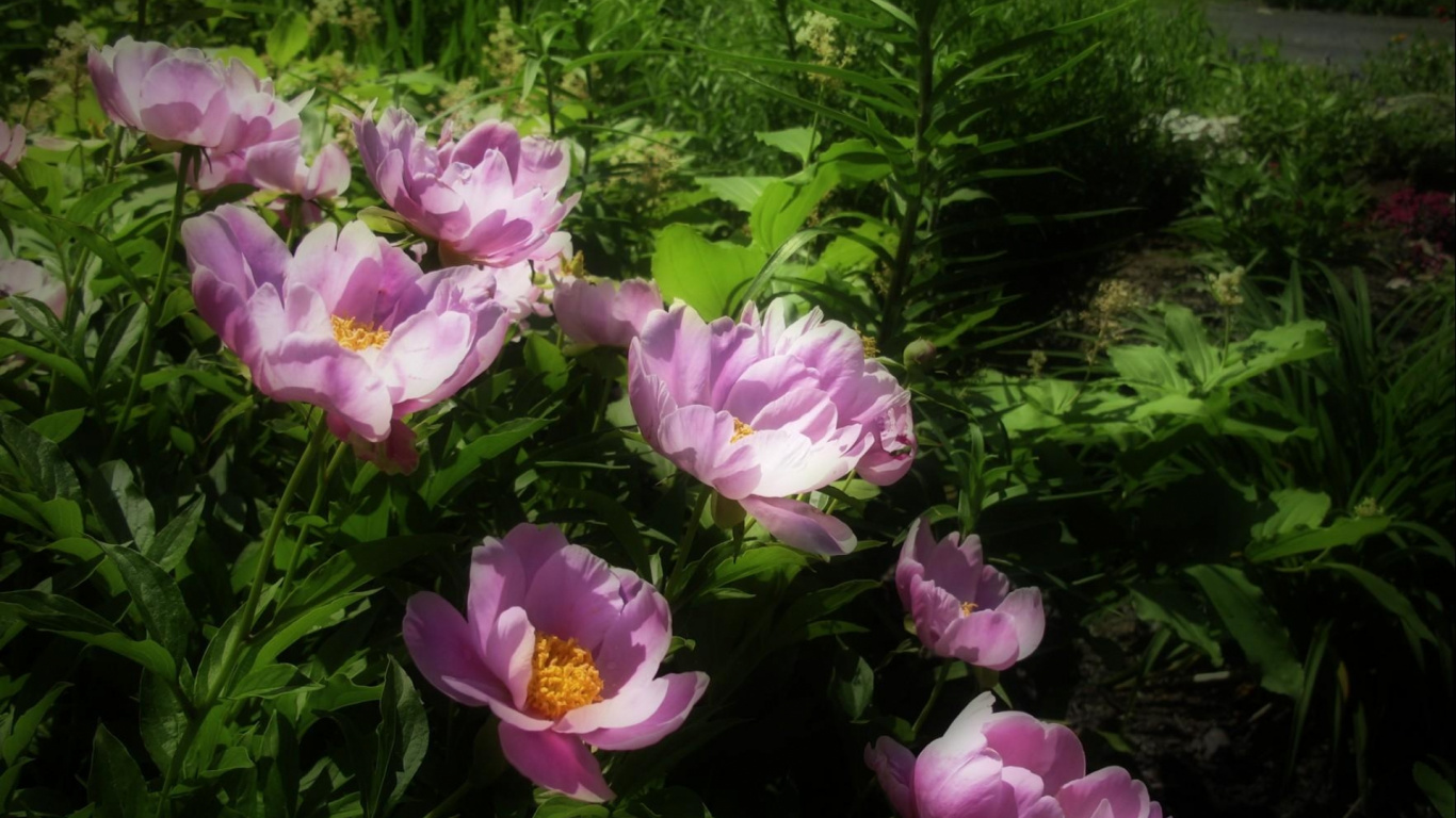 Обои пион, цветник, цветковое растение, однолетнее растение, растение в разрешении 1366x768