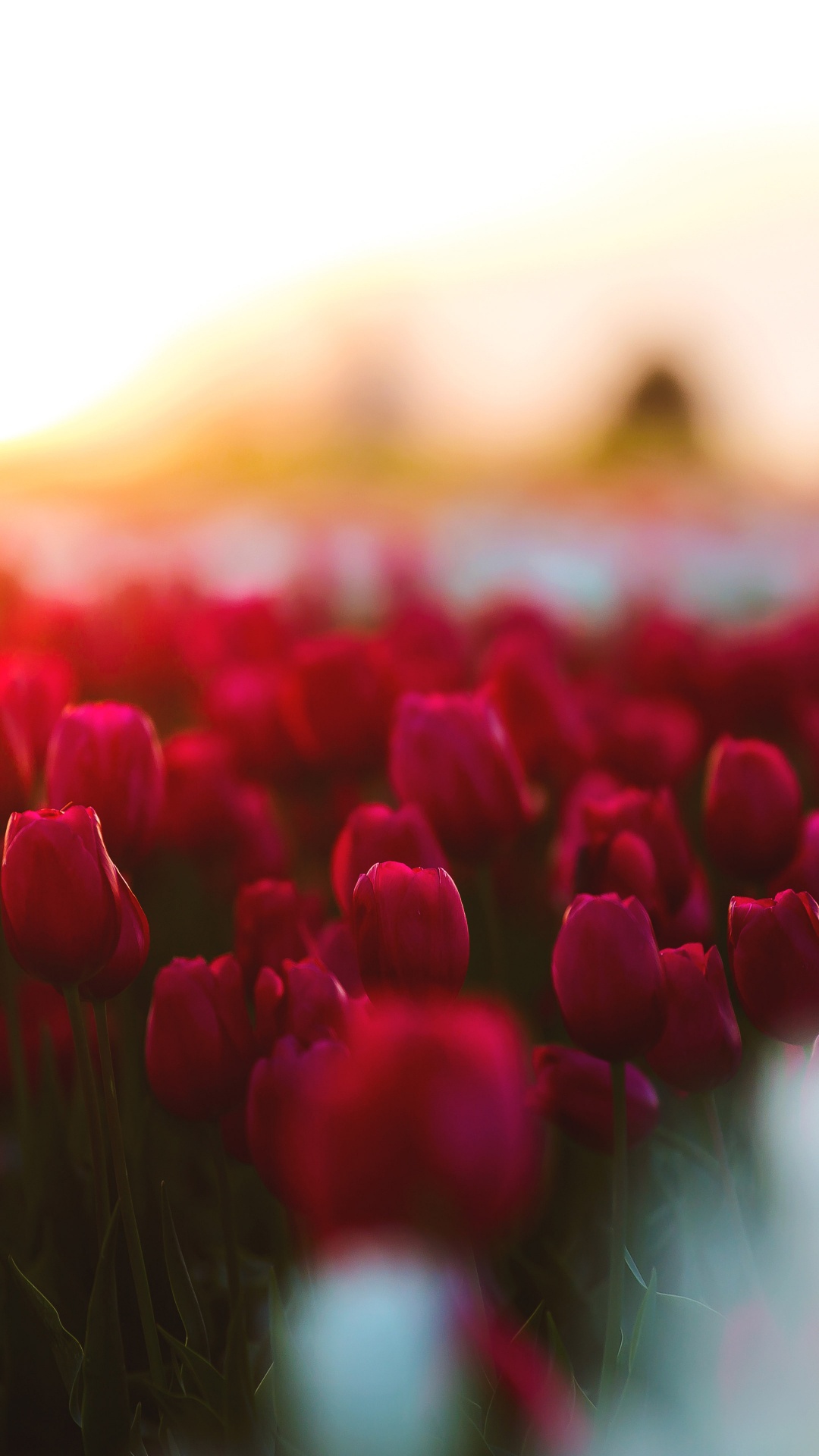 Обои тюльпаны, цветок, красный цвет, розовый, лепесток в разрешении 1080x1920