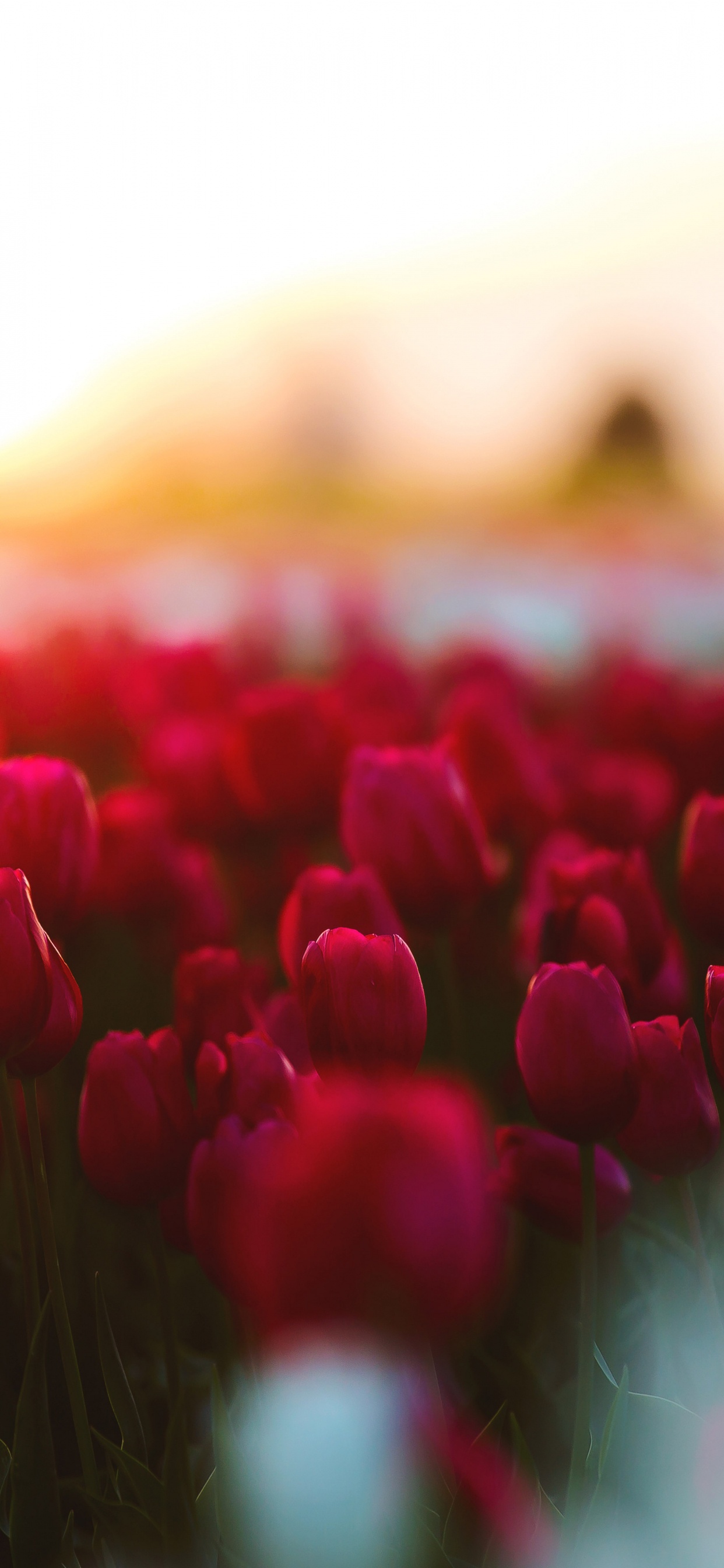 Обои тюльпаны, цветок, красный цвет, розовый, лепесток в разрешении 1242x2688