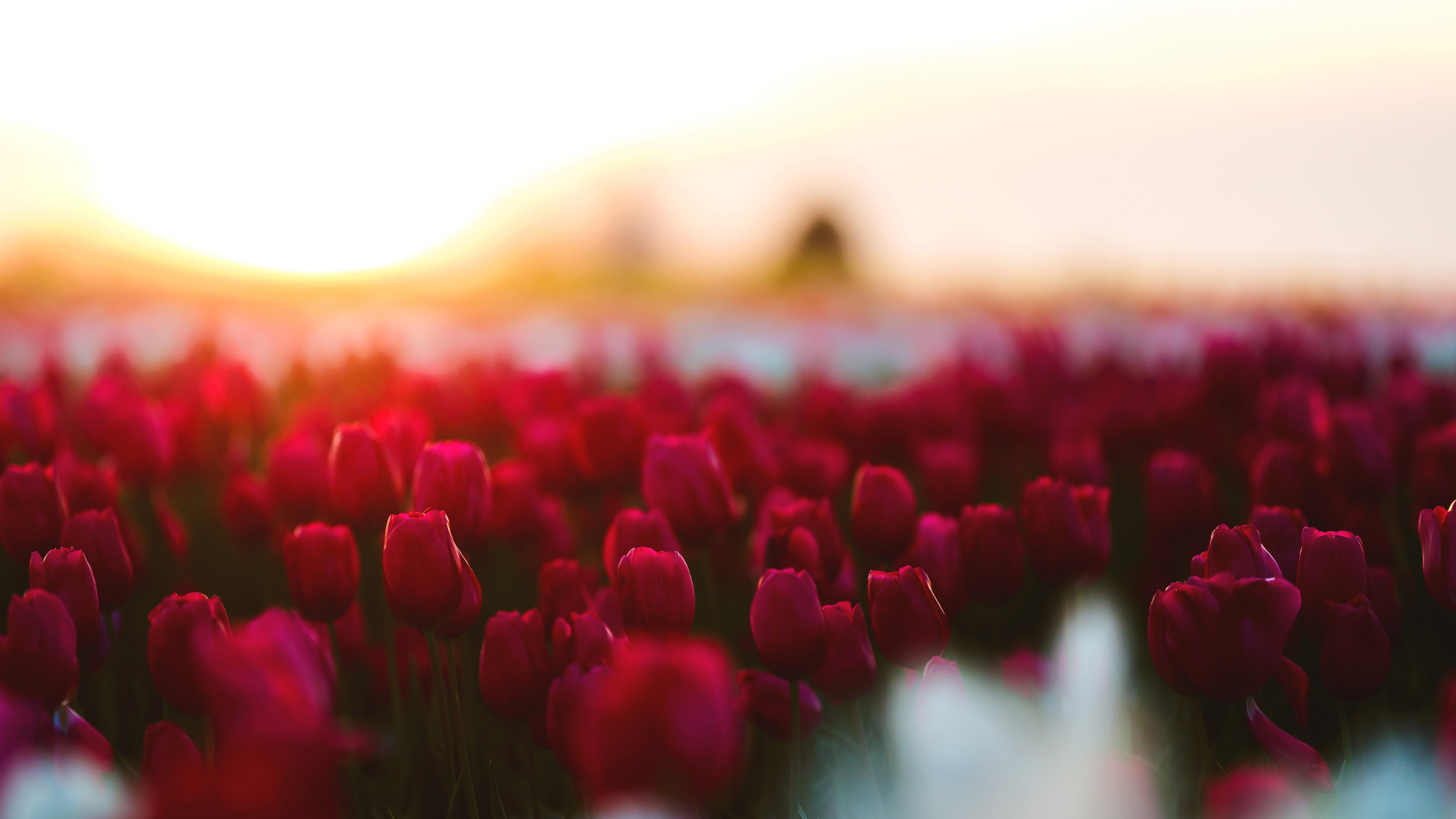 Обои тюльпаны, цветок, красный цвет, розовый, лепесток в разрешении 2560x1440