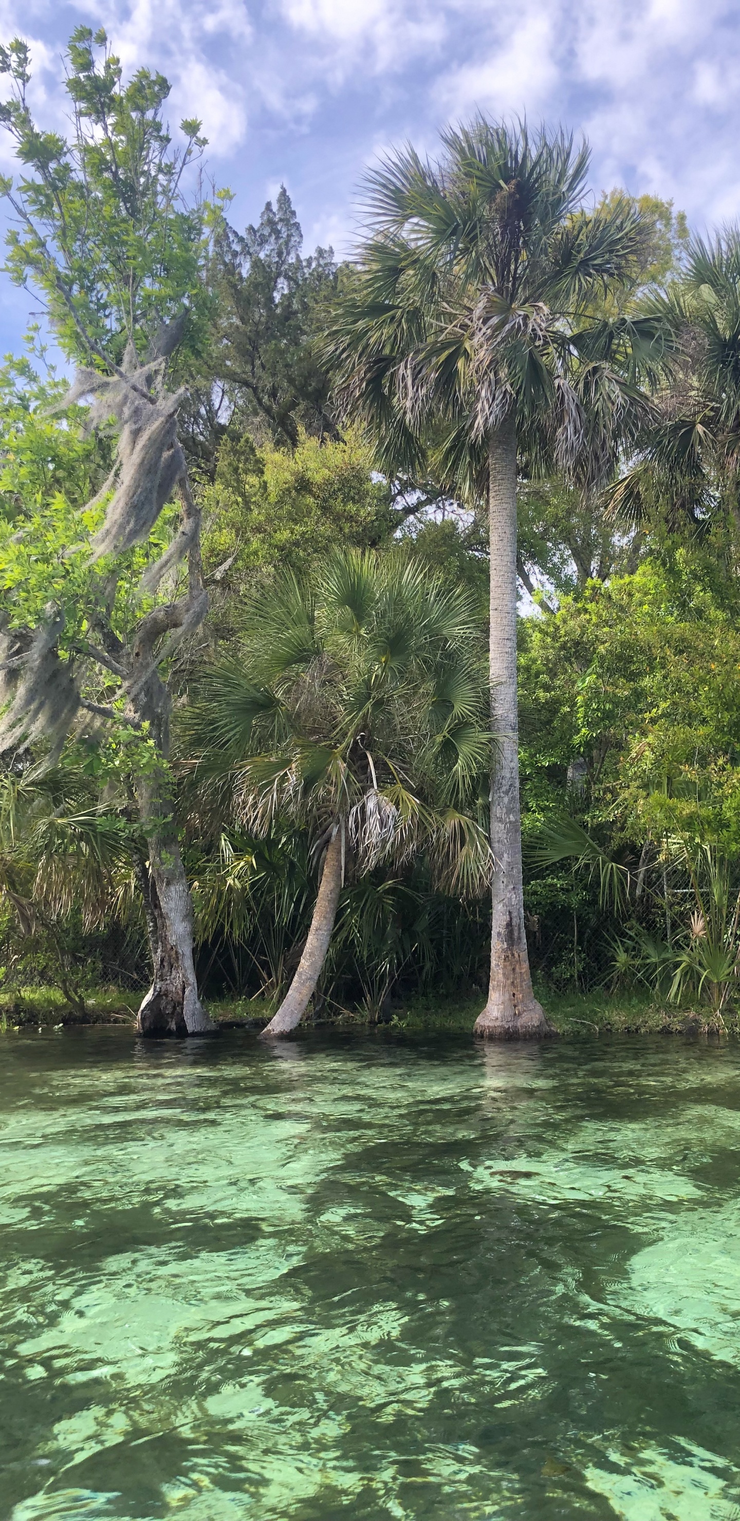 Обои растительность, водоем, природа, природный ландшафт, гидроресурсы в разрешении 1440x2960