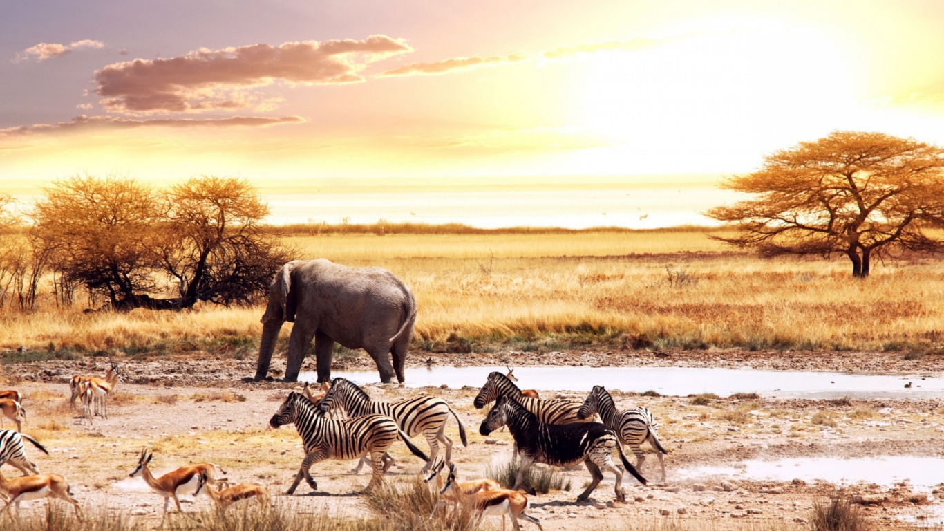 Обои Слон, живая природа, Саванна, стадо, пастбище в разрешении 1366x768