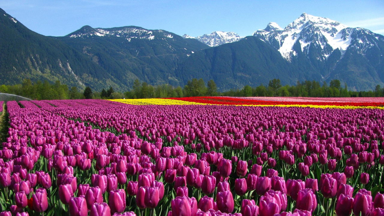Обои пик чим, Мемориал Индиры Ганди Тюльпан Сад, цветок, поле, растение в разрешении 1280x720