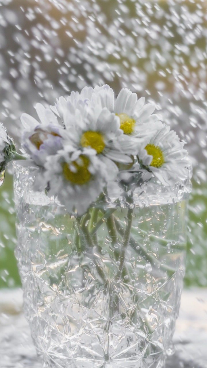 Обои Флора, цветок, цветочный букет, мензурка, стекло в разрешении 720x1280