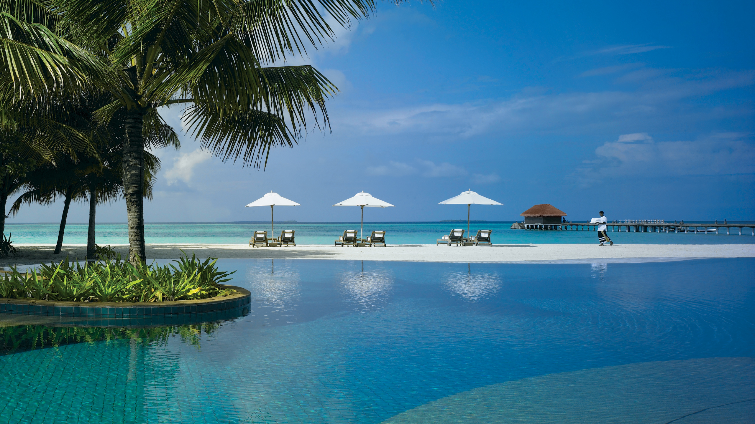 Обои прибежище, отпуск, тропическая зона, море, Пальма в разрешении 2560x1440