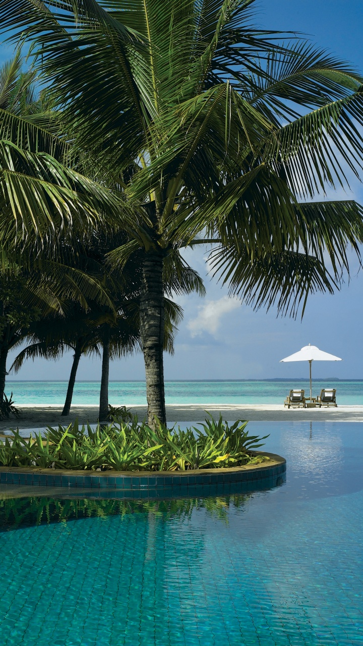 Обои прибежище, отпуск, тропическая зона, море, Пальма в разрешении 720x1280