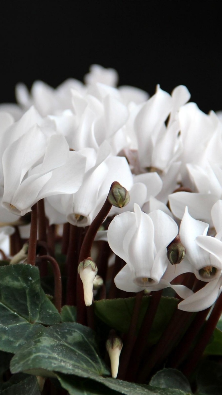 Обои цветковое растение, белые, лепесток, растение, травянистое растение в разрешении 720x1280