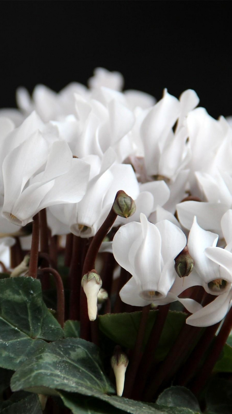 Обои цветковое растение, белые, лепесток, растение, травянистое растение в разрешении 750x1334