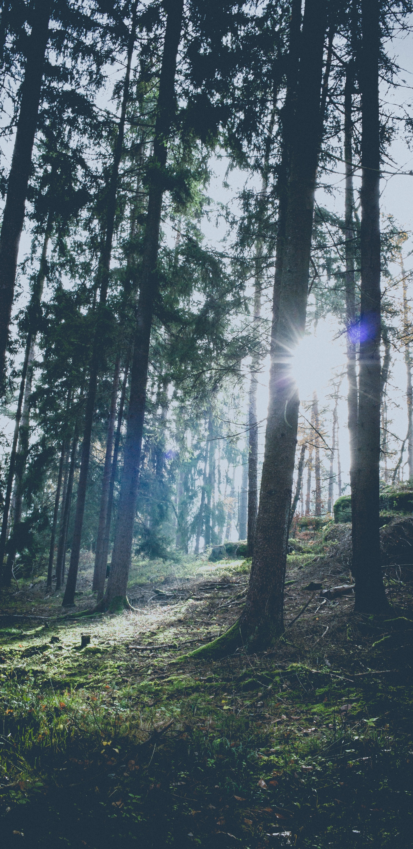 Обои небо, свет, лесистая местность, пихта, хвойными лесами в разрешении 1440x2960