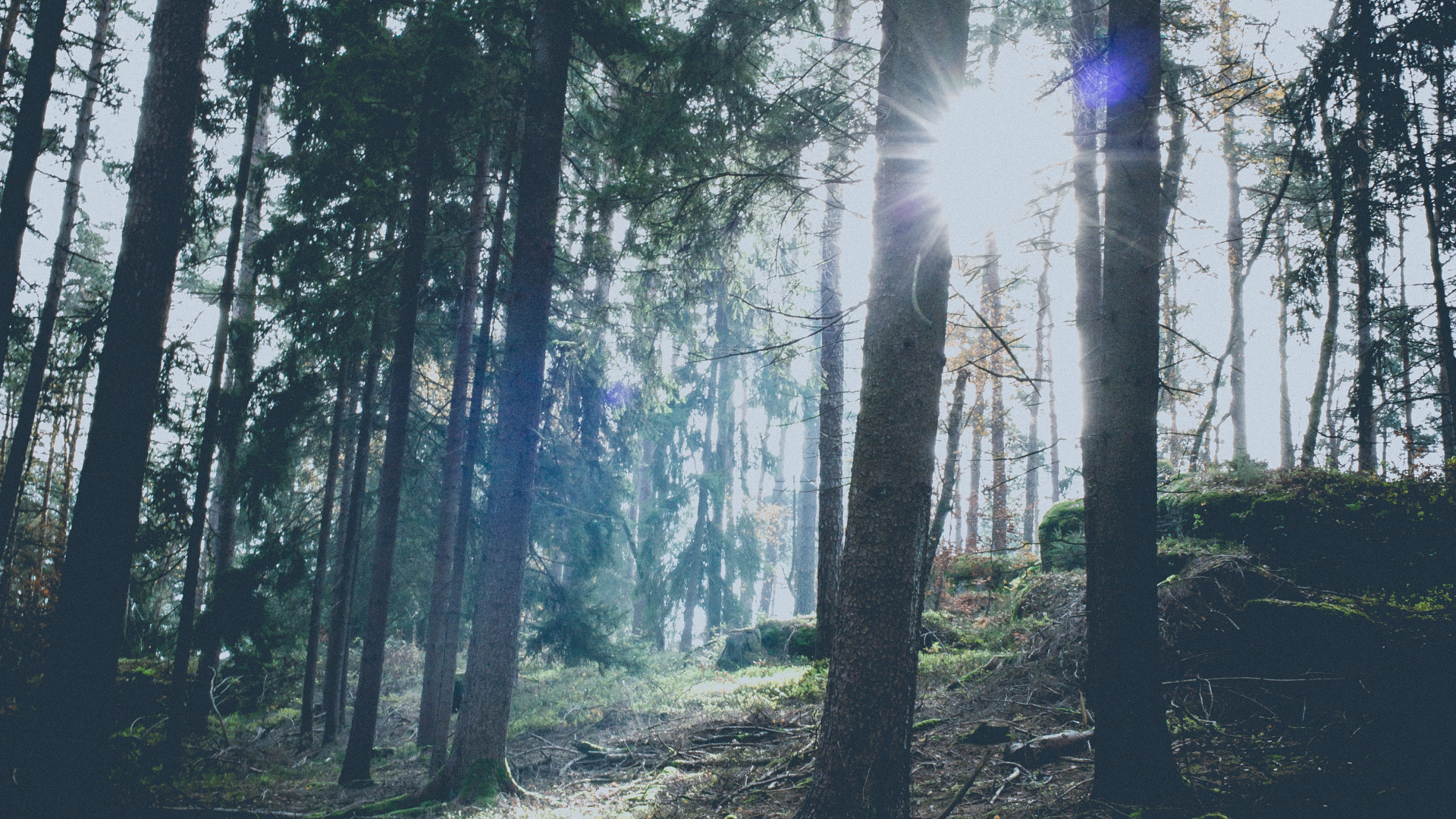 Обои небо, свет, лесистая местность, пихта, хвойными лесами в разрешении 1920x1080