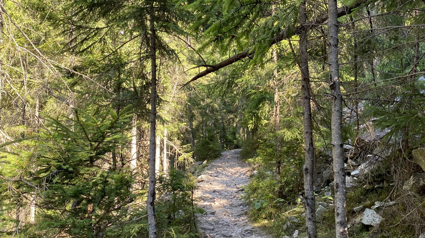 Обои путь, природа, окружающая среда, дерево, лес в разрешении 1366x768