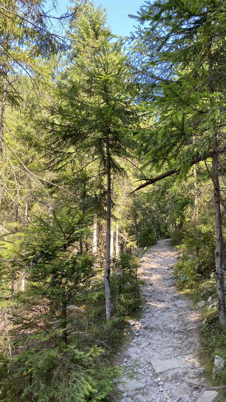 Обои путь, природа, окружающая среда, дерево, лес в разрешении 720x1280