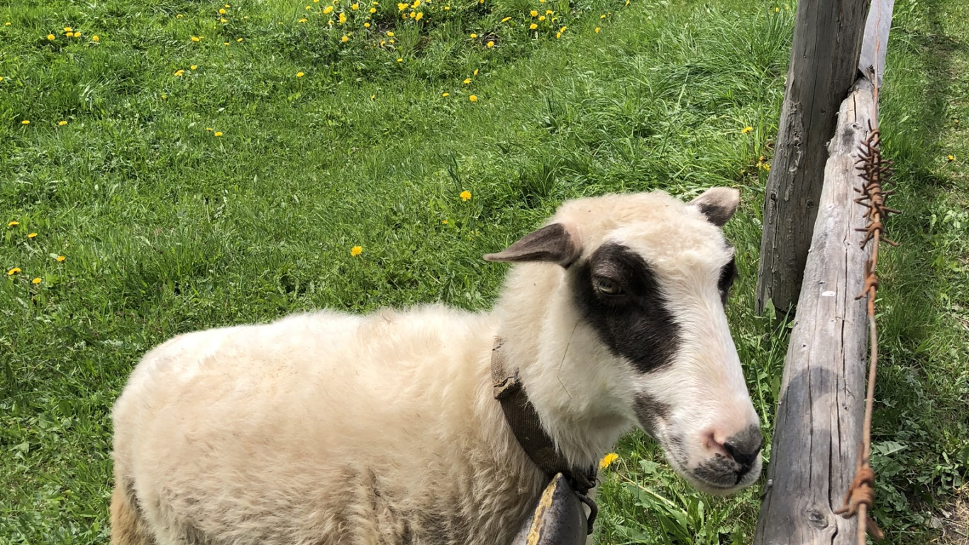 Обои Карпаты, овца, пастбище, коза, выгон в разрешении 1366x768