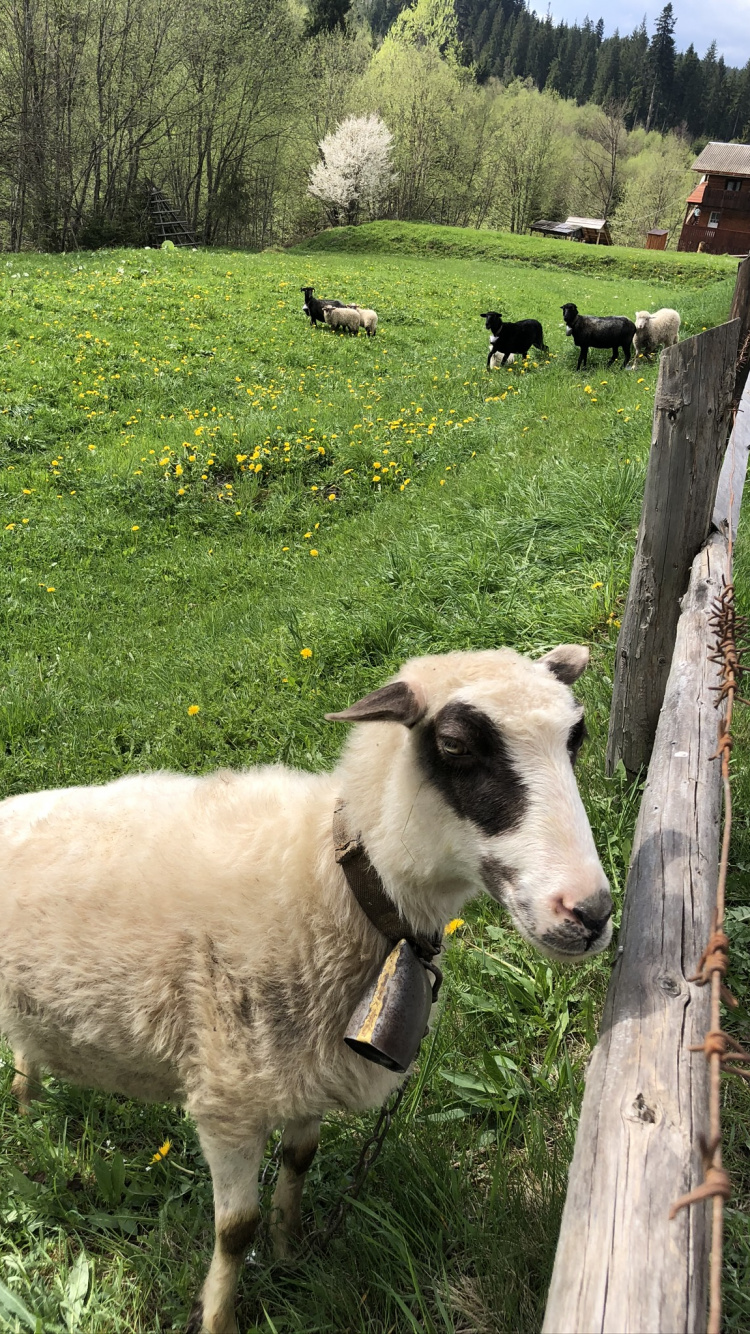 Обои Карпаты, овца, пастбище, коза, выгон в разрешении 750x1334