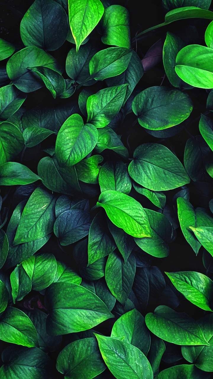 Обои растение, лист, наземное растение, почвопокровная, цветковое растение в разрешении 720x1280