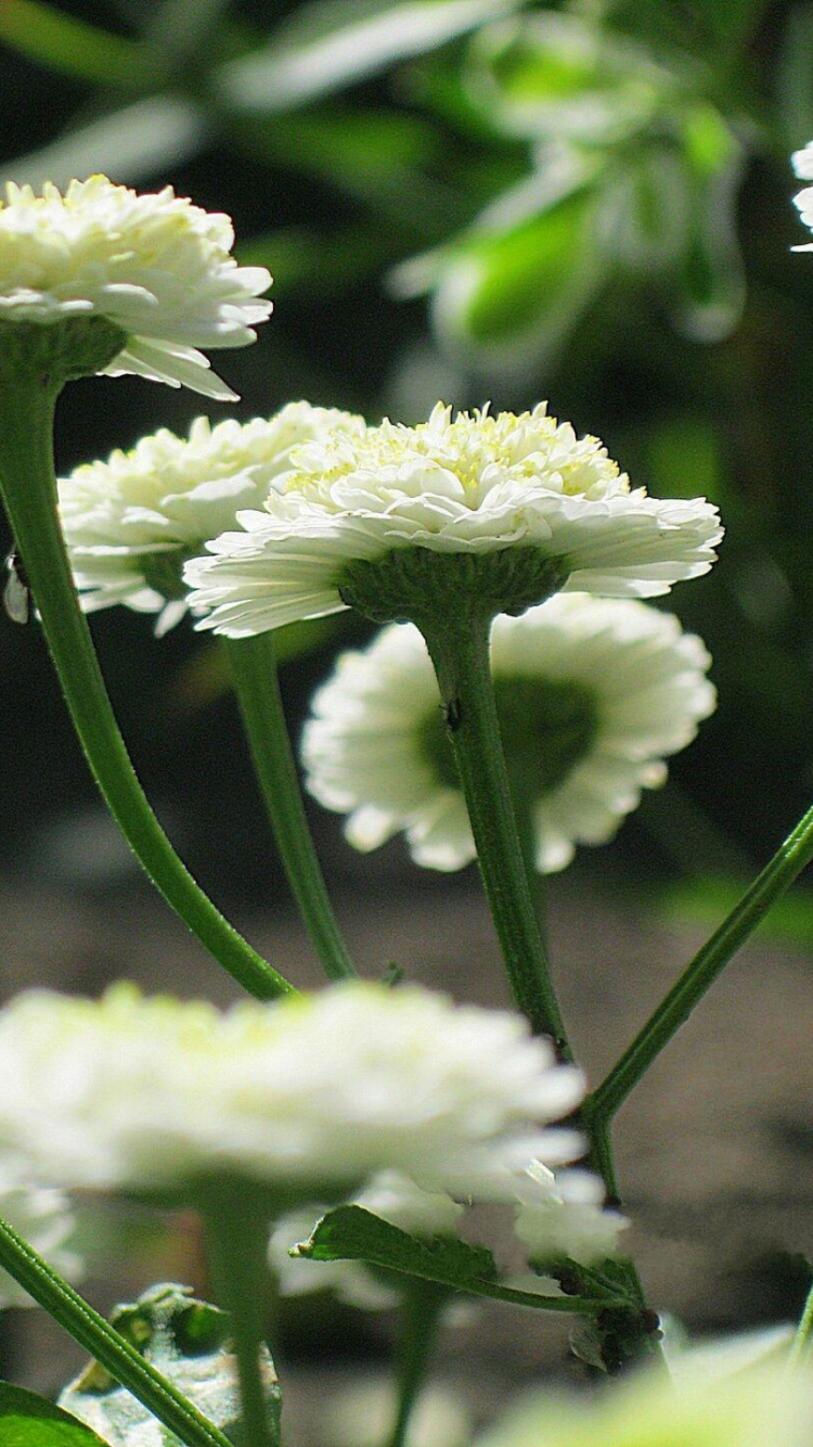 Обои многолетнее растение, цветник, растение, однолетнее растение, стебель растения в разрешении 750x1334