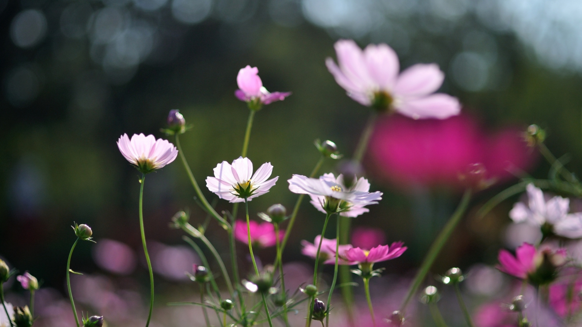Обои цветковое растение, полевой цветок, растение, лепесток, розовый в разрешении 1920x1080
