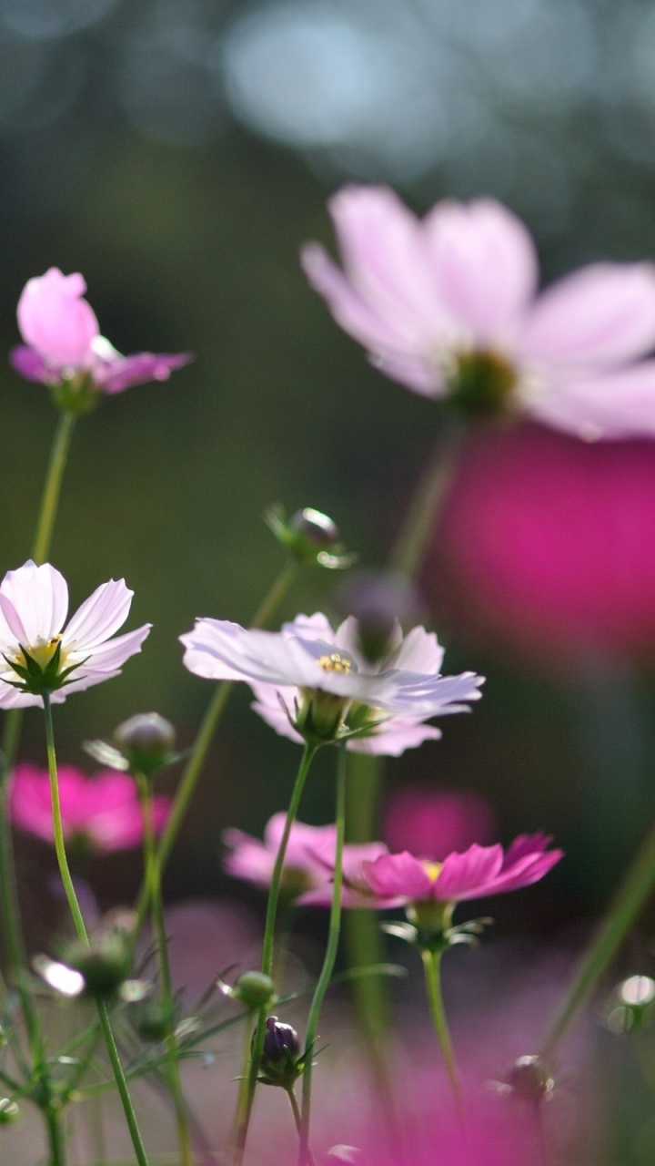 Обои цветковое растение, полевой цветок, растение, лепесток, розовый в разрешении 720x1280