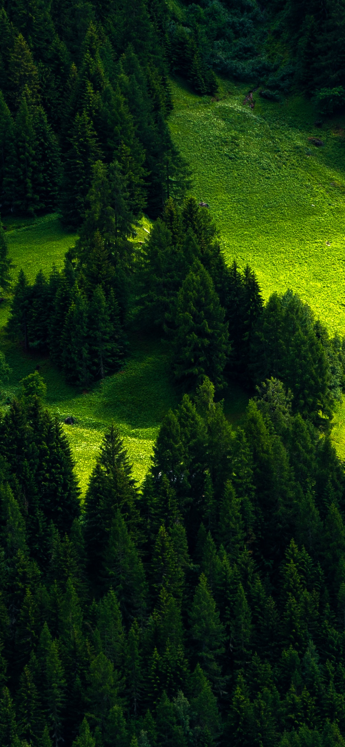 Обои лес, дерево, зеленый, природа, природный ландшафт в разрешении 1125x2436