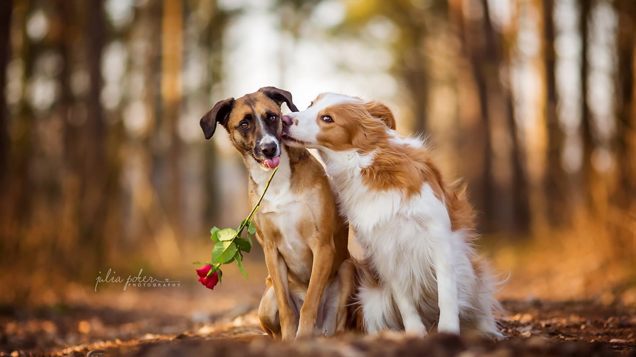 Обои щенок, золотистый ретривер, пес, собака породы, Коикерхондье в разрешении 1280x720