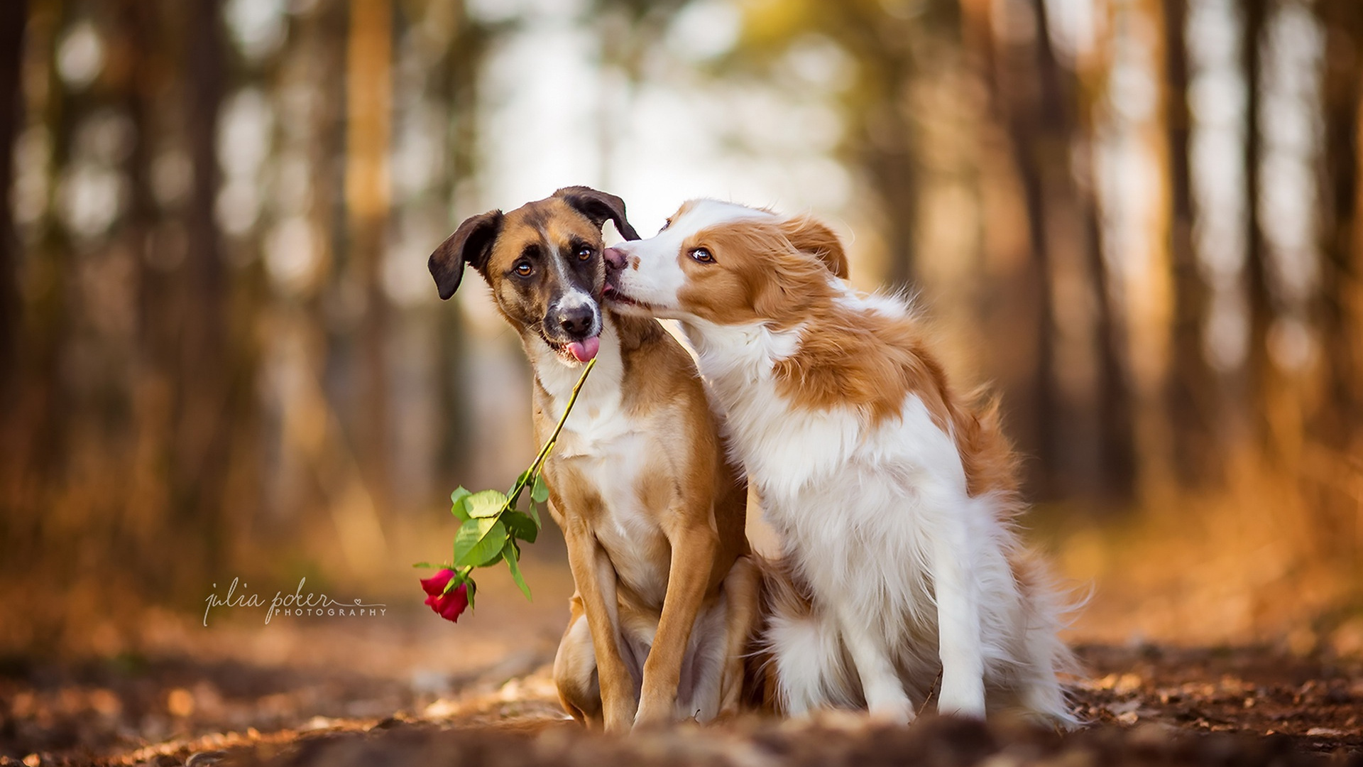Обои щенок, золотистый ретривер, пес, собака породы, Коикерхондье в разрешении 1920x1080