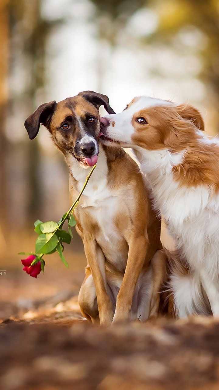 Обои щенок, золотистый ретривер, пес, собака породы, Коикерхондье в разрешении 720x1280