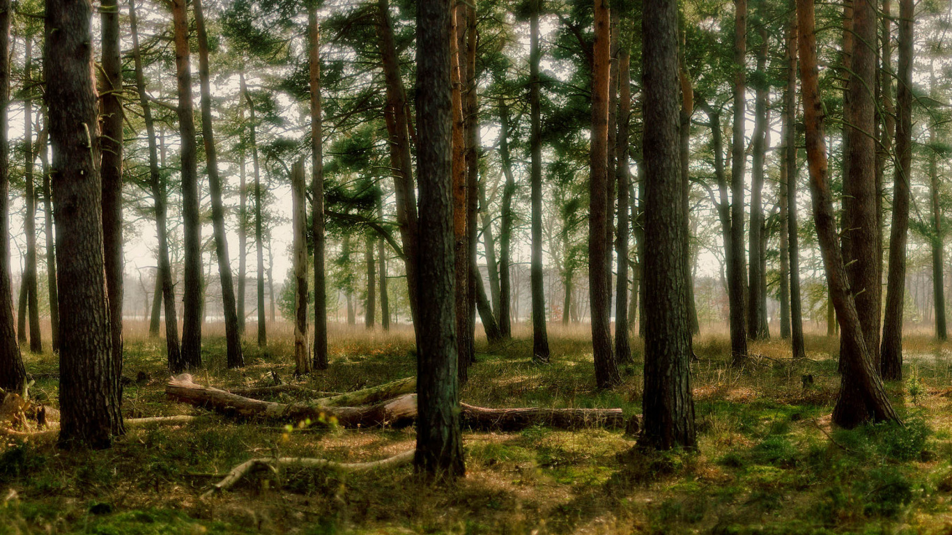 Обои лес, лесистая местность, экосистема, роща, растительность в разрешении 1366x768