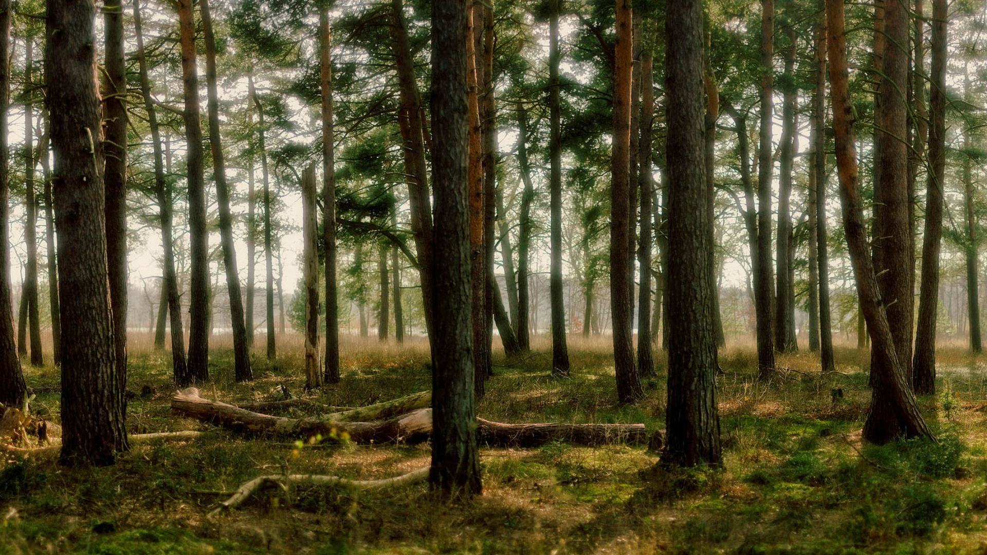 Обои лес, лесистая местность, экосистема, роща, растительность в разрешении 1920x1080