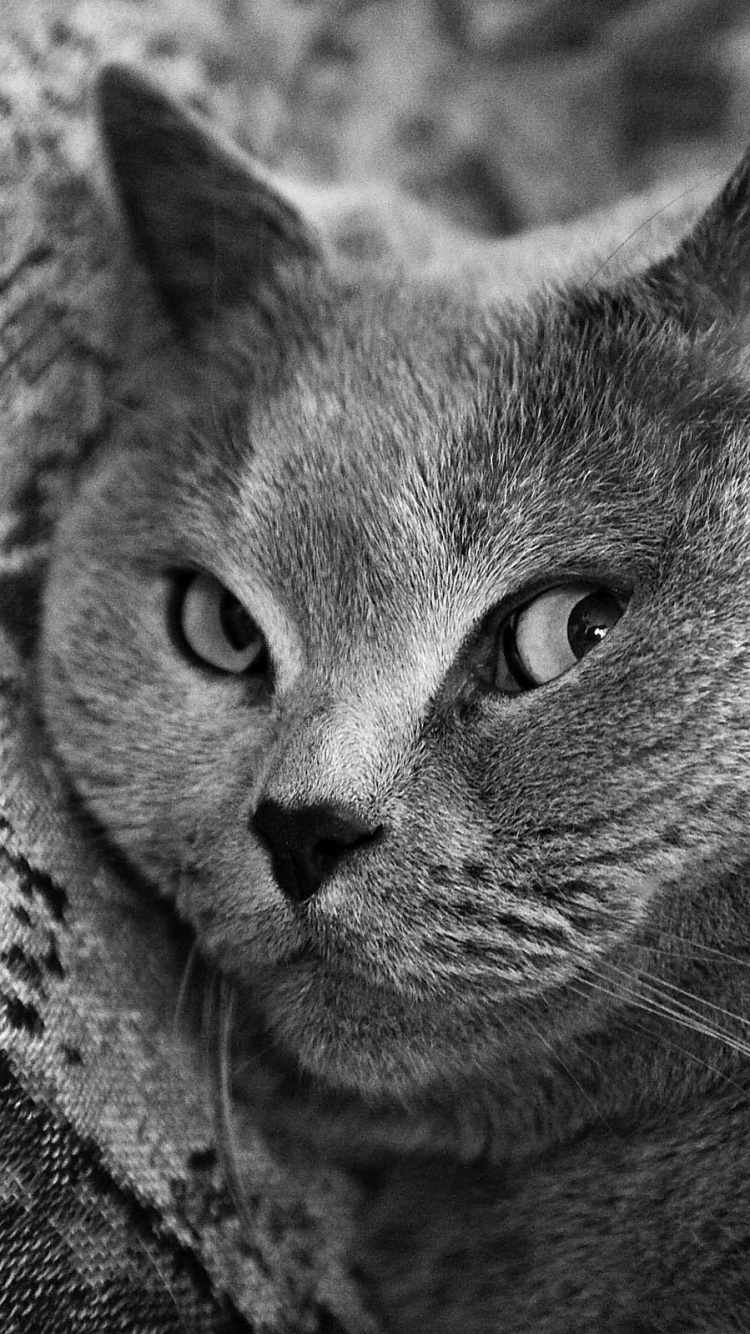 Обои британская короткошерстная, шотландская вислоухая, котенок, американская короткошерстная, порода кошек в разрешении 750x1334