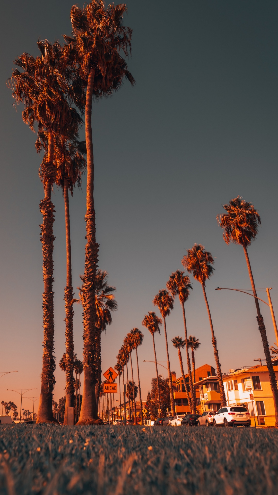 Обои растение, свет, природа, лист, дерево в разрешении 1080x1920