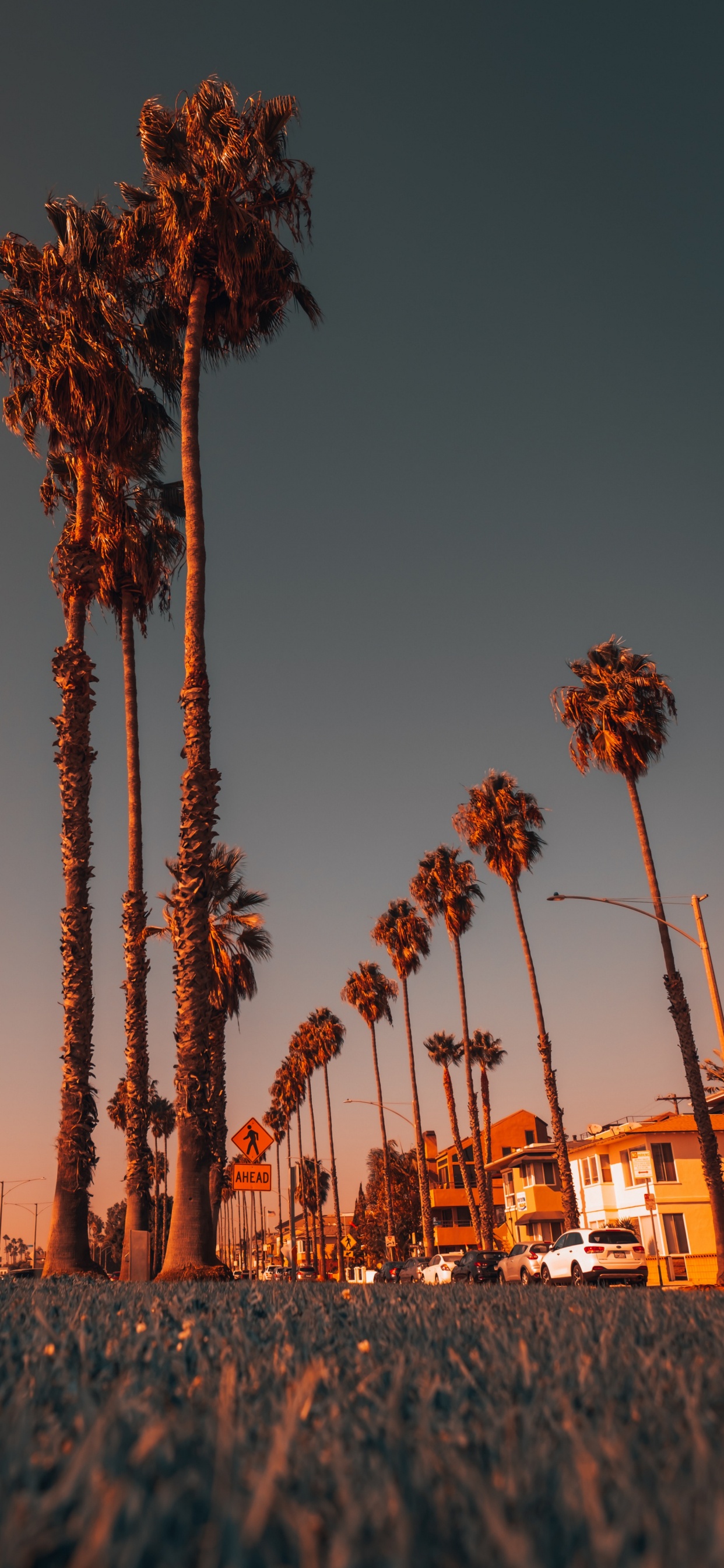 Обои растение, свет, природа, лист, дерево в разрешении 1242x2688