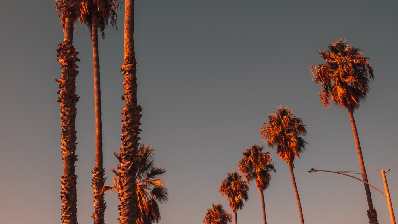 Обои растение, свет, природа, лист, дерево в разрешении 1366x768