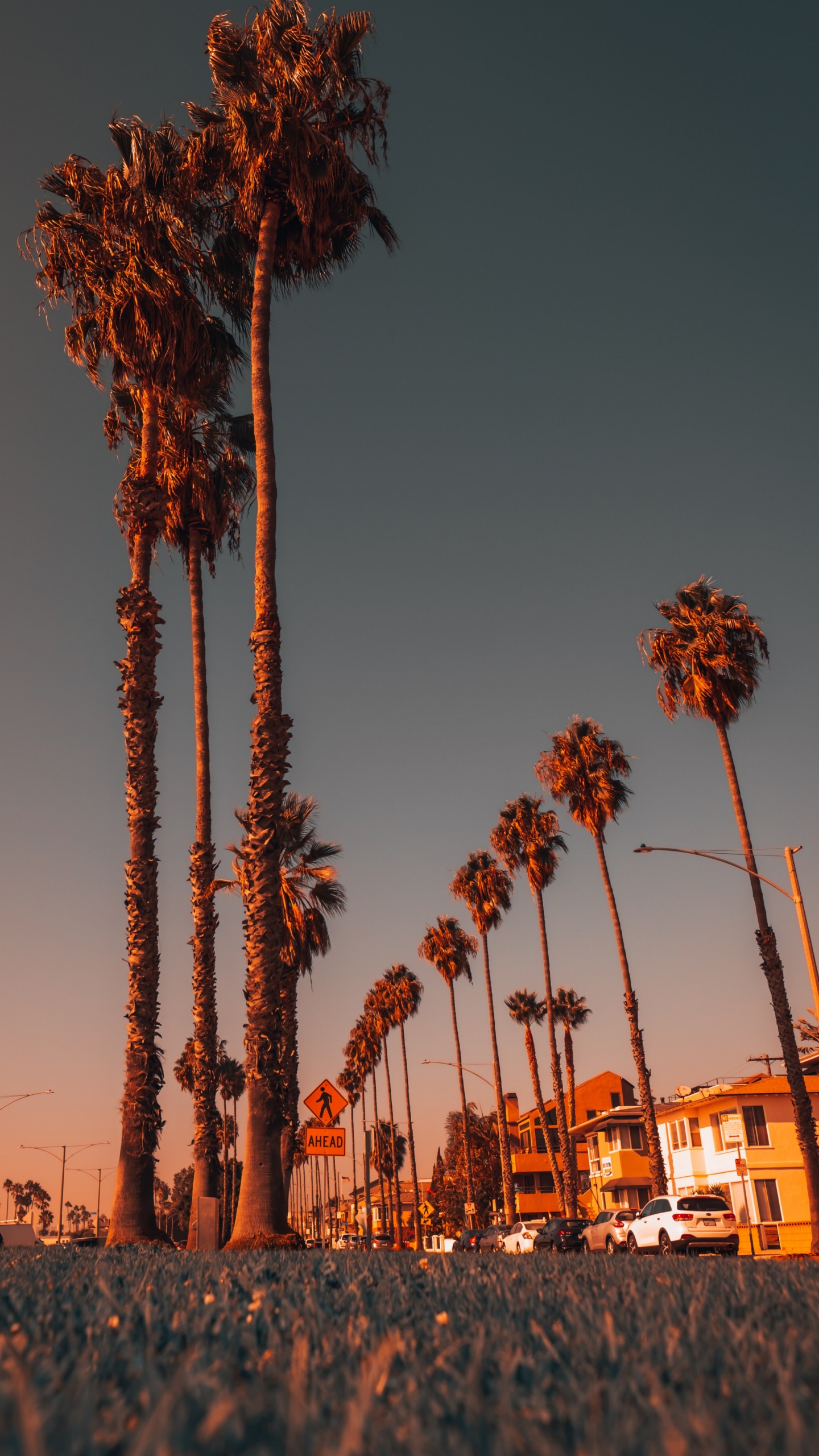 Обои растение, свет, природа, лист, дерево в разрешении 1440x2560