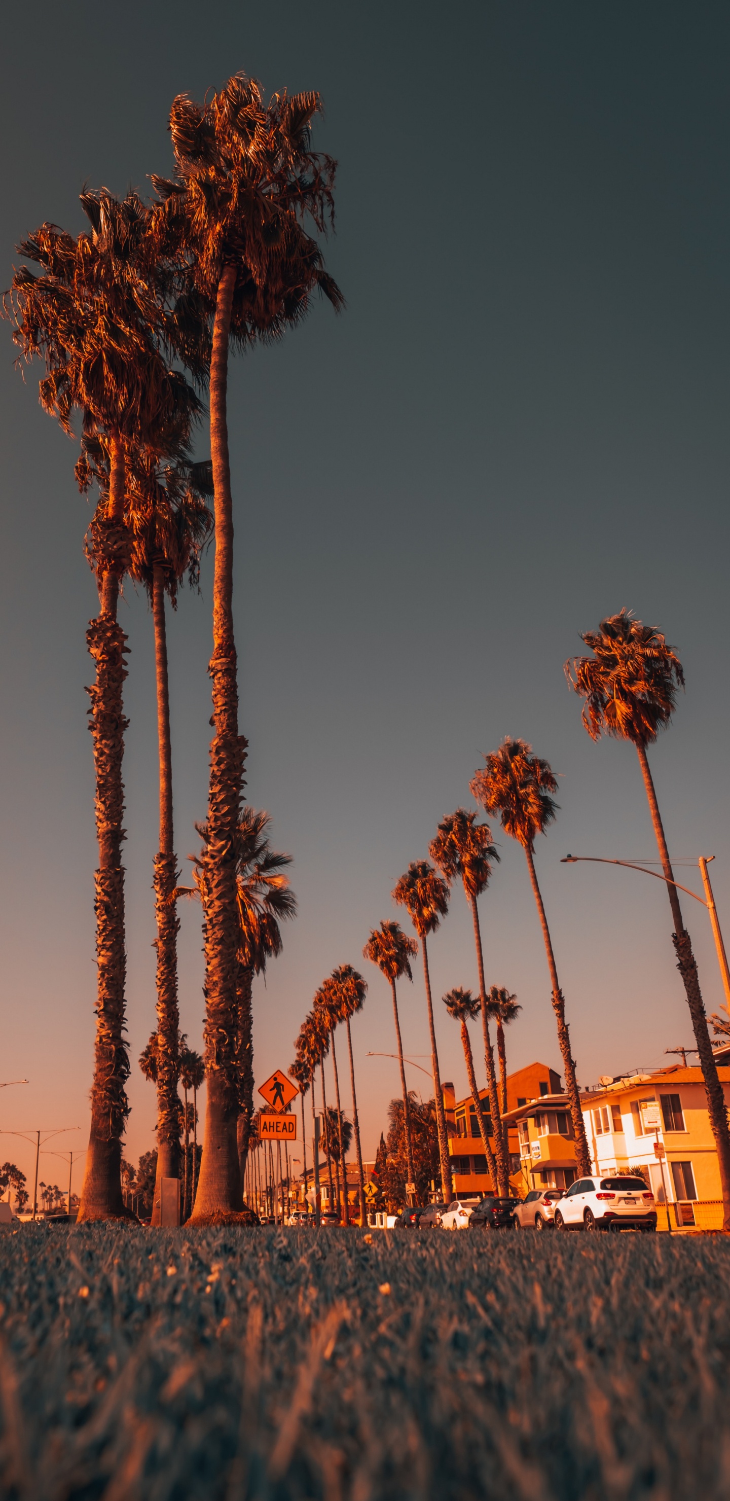 Обои растение, свет, природа, лист, дерево в разрешении 1440x2960