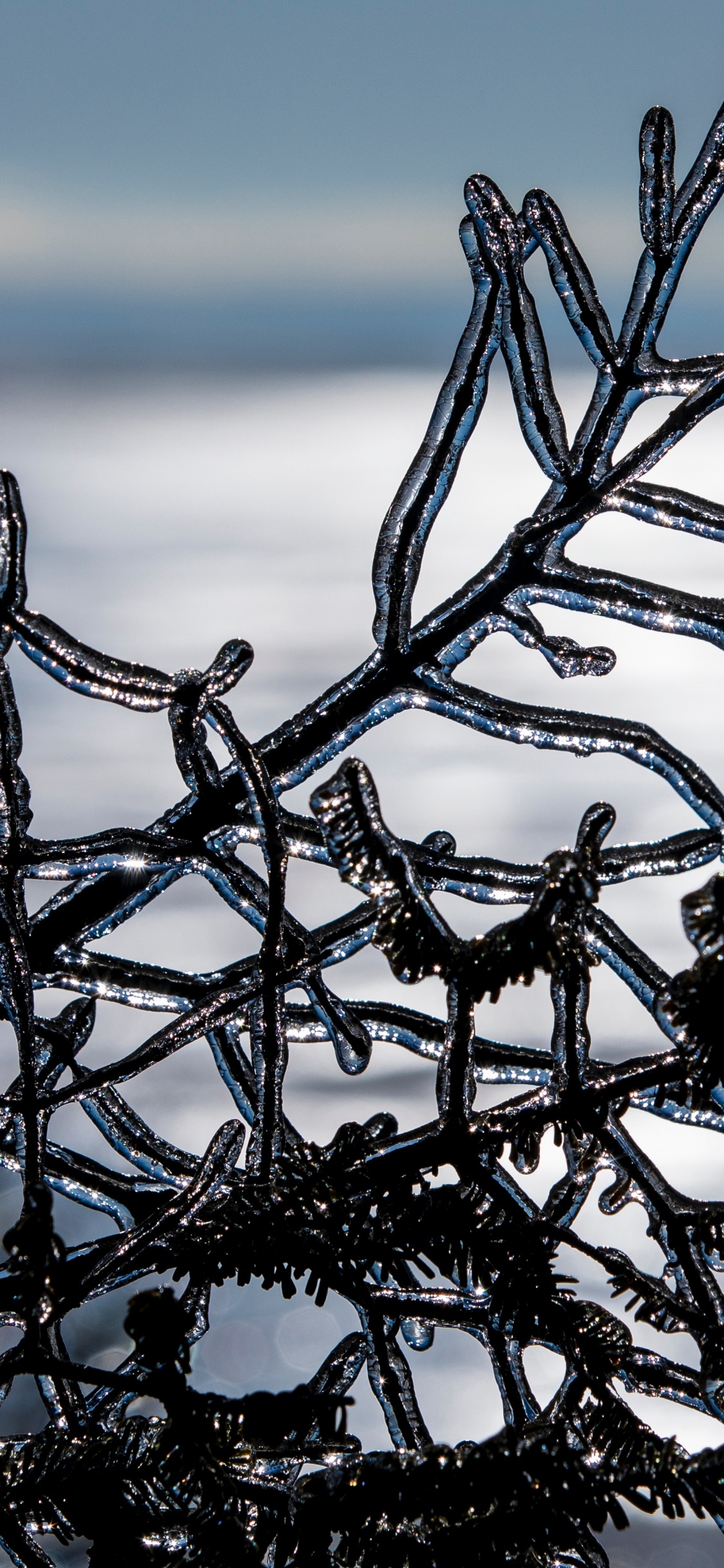 Обои зима, ветвь, замораживание, дерево, вода в разрешении 1125x2436