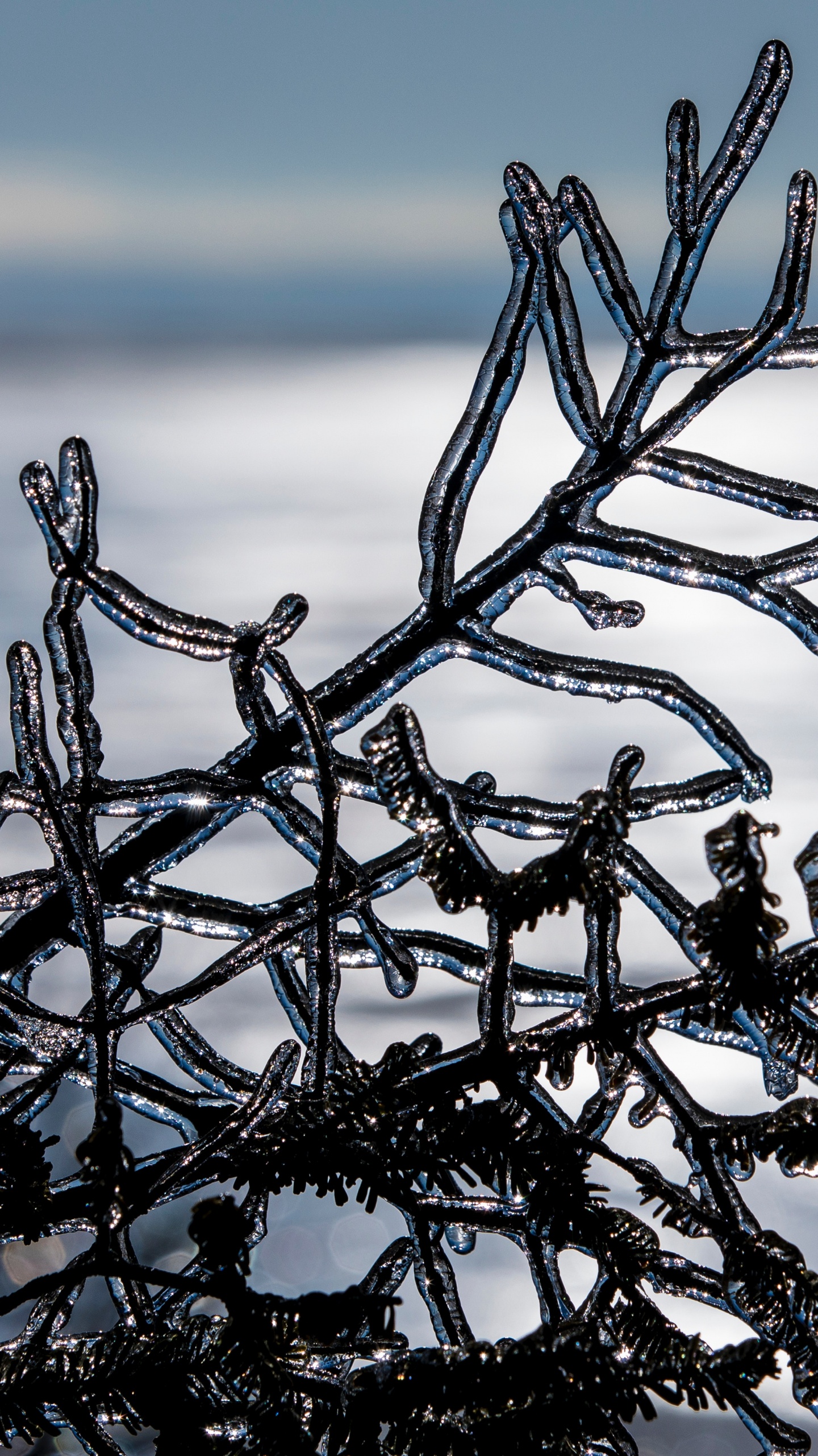 Обои зима, ветвь, замораживание, дерево, вода в разрешении 1440x2560